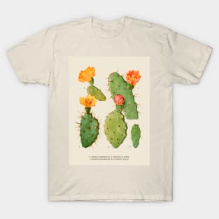 Cactus Antique Botanical Illustration T-Shirt